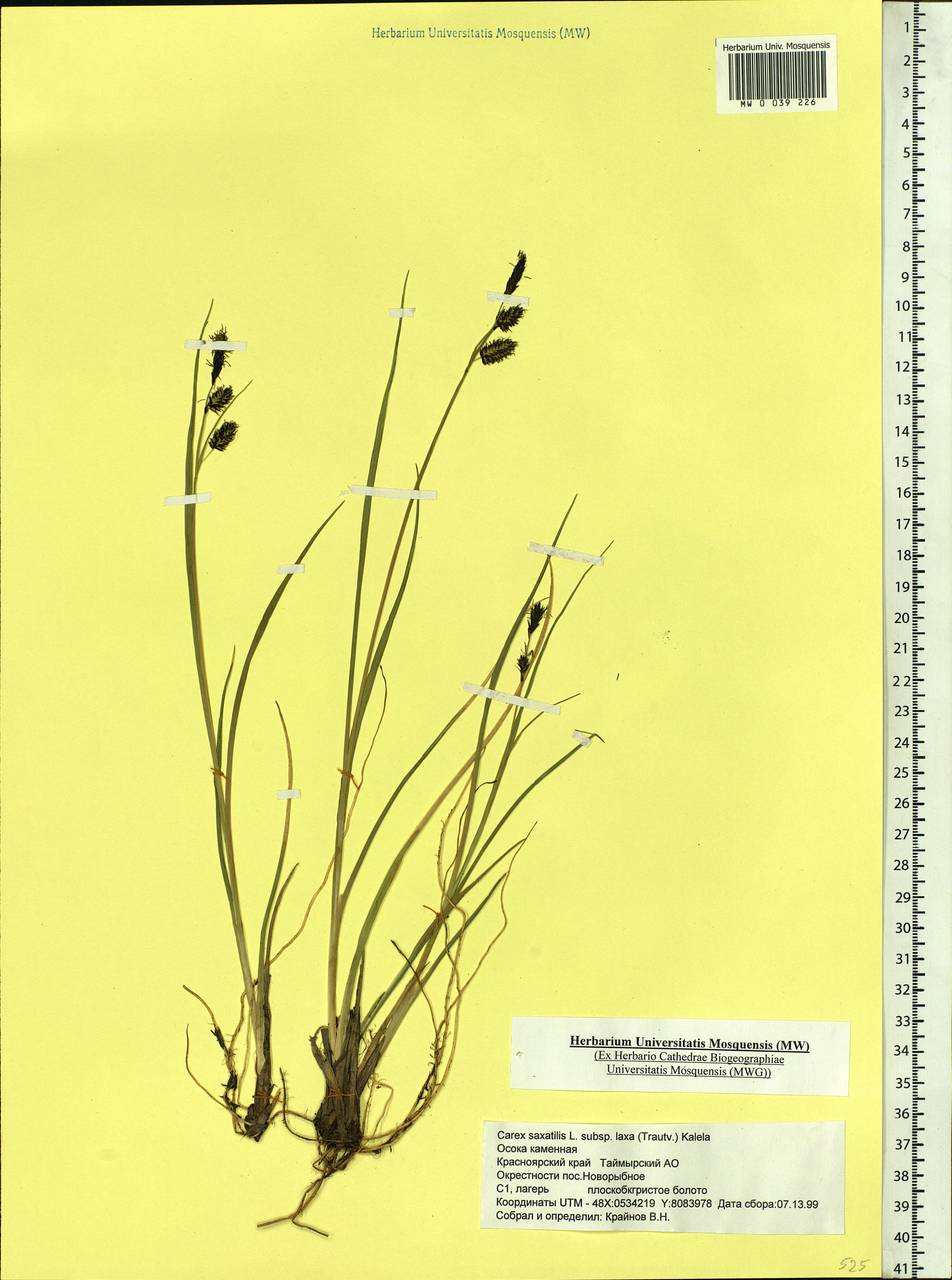 Carex saxatilis L., Siberia, Central Siberia (S3) (Russia)