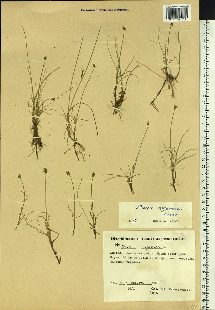 Carex sajanensis V.I.Krecz., Siberia, Yakutia (S5) (Russia)