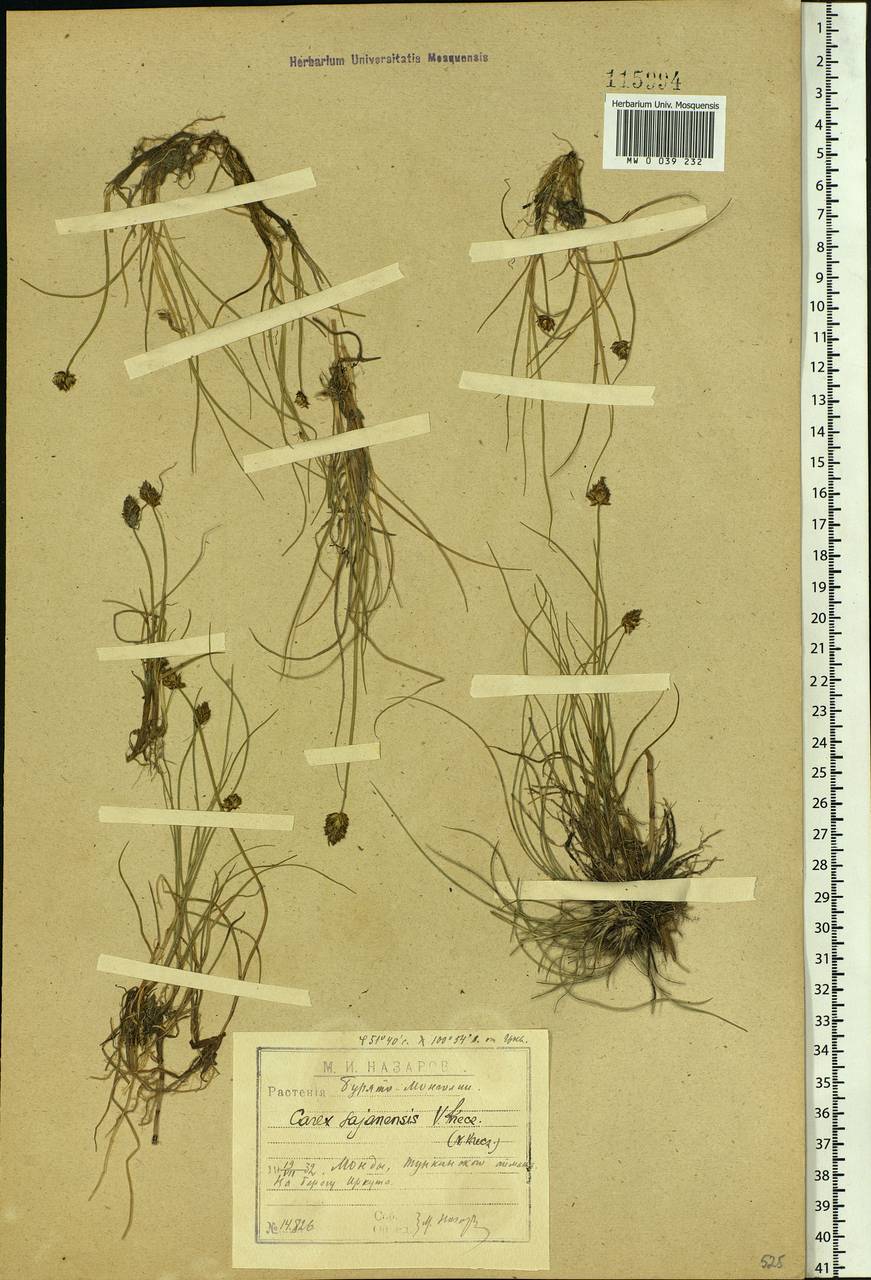 Carex sajanensis V.I.Krecz., Siberia, Baikal & Transbaikal region (S4) (Russia)