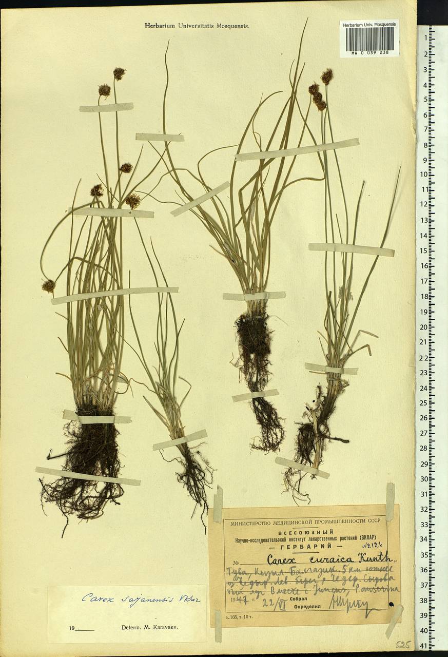 Carex sajanensis V.I.Krecz., Siberia, Altai & Sayany Mountains (S2) (Russia)