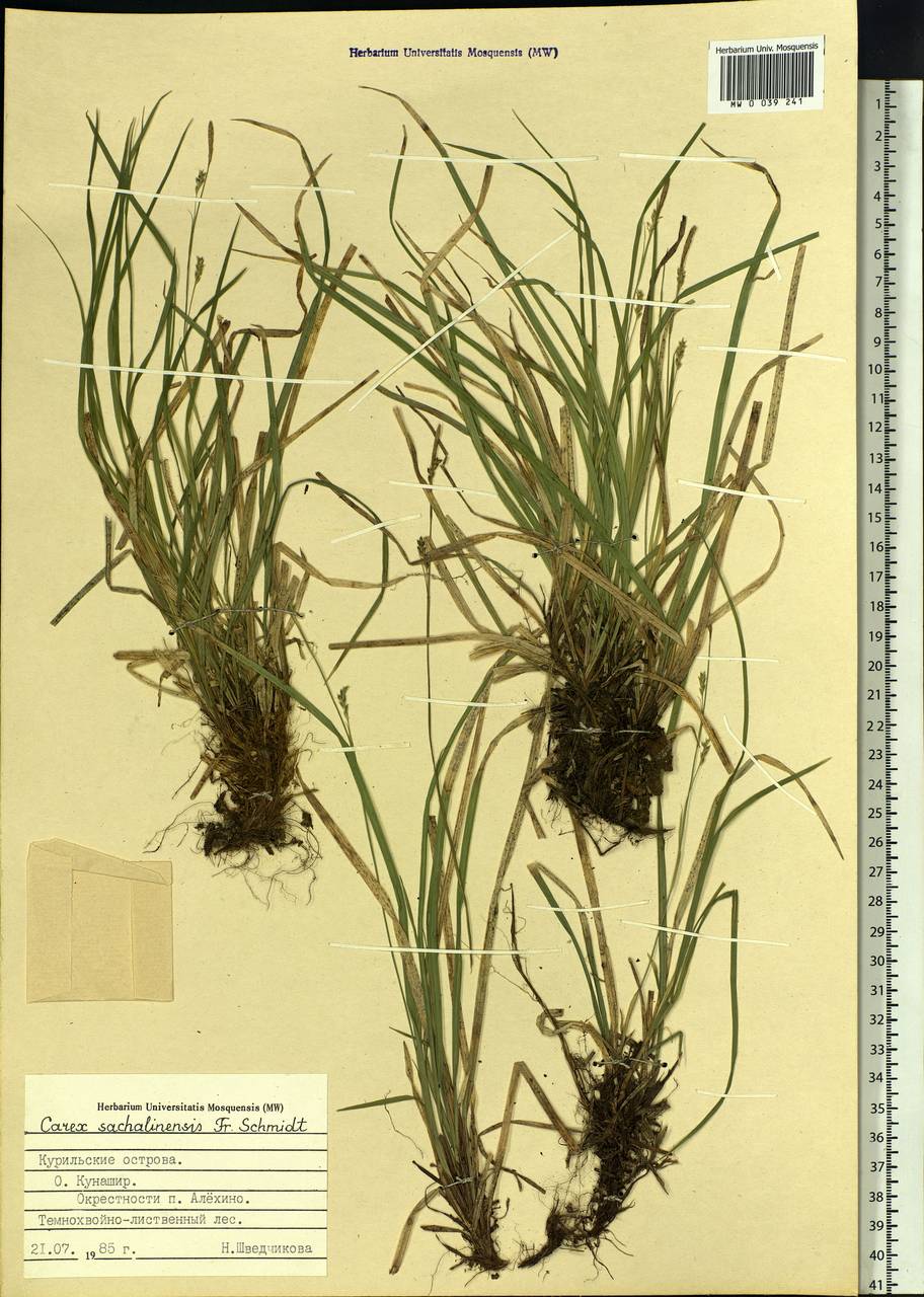 Carex pisiformis var. pisiformis, Siberia, Russian Far East (S6) (Russia)