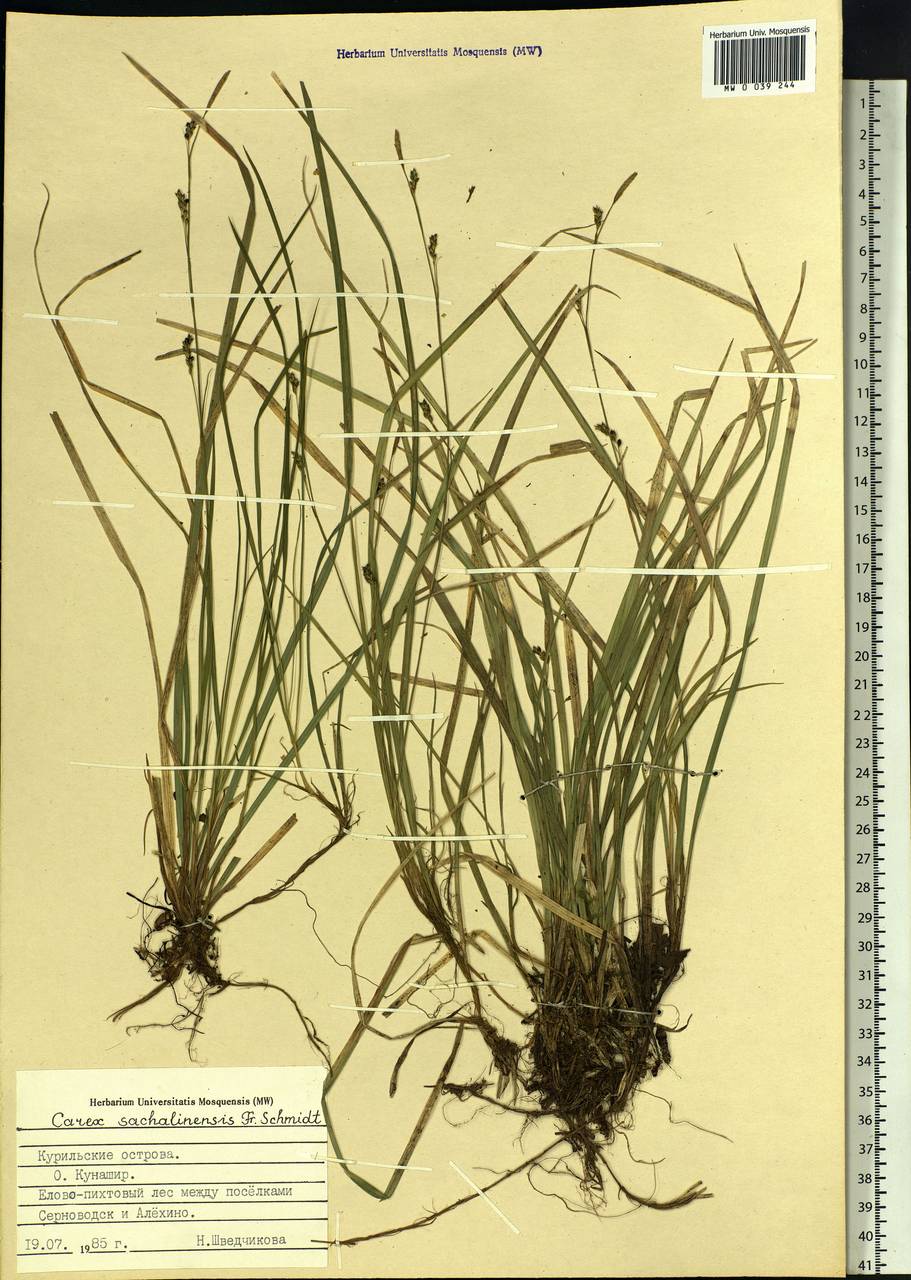 Carex pisiformis var. pisiformis, Siberia, Russian Far East (S6) (Russia)