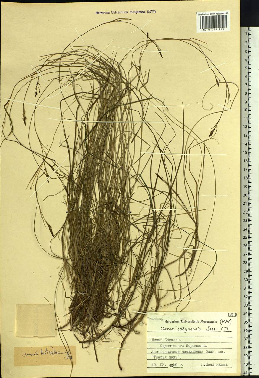 Carex sabynensis Less. ex Kunth, Siberia, Russian Far East (S6) (Russia)