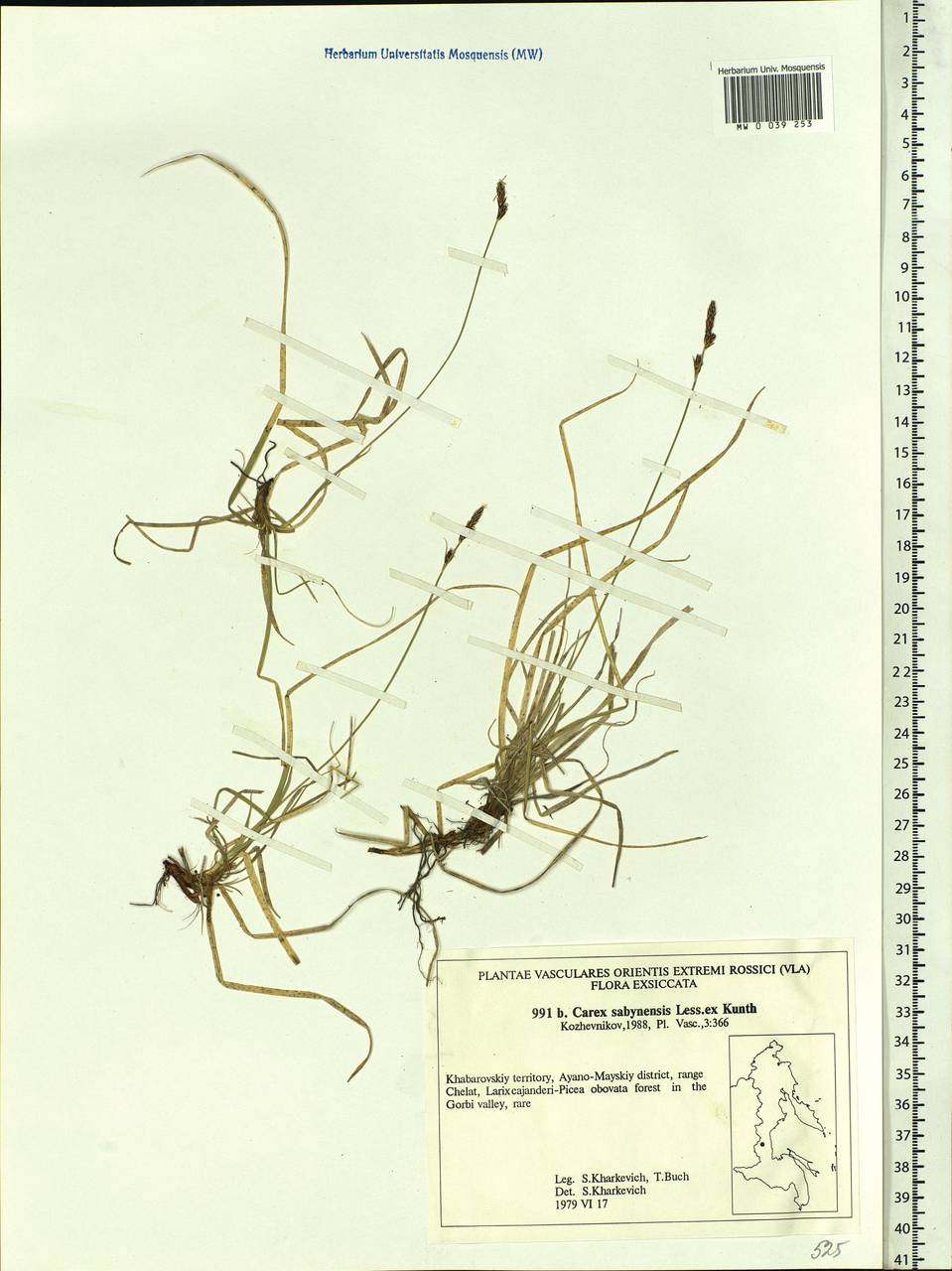 Carex sabynensis Less. ex Kunth, Siberia, Russian Far East (S6) (Russia)