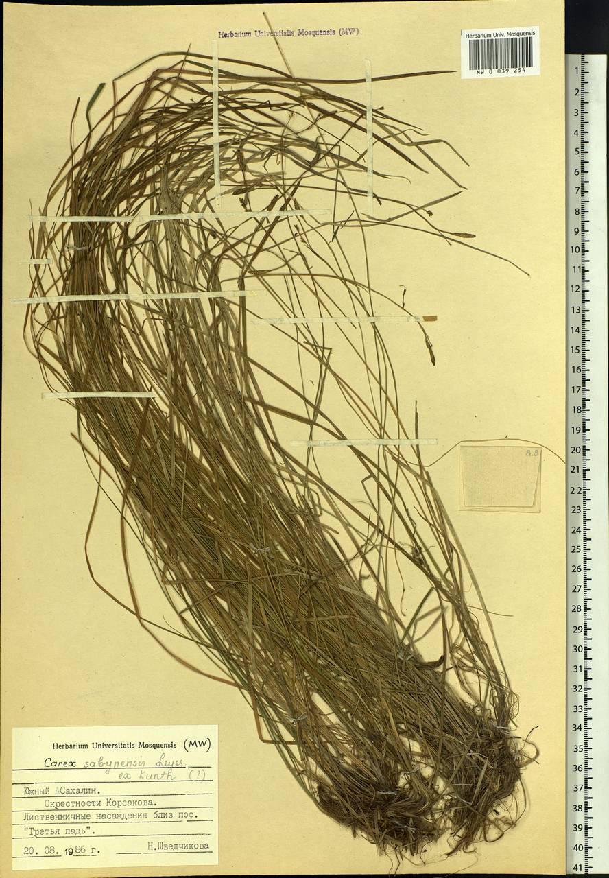 Carex sabynensis Less. ex Kunth, Siberia, Russian Far East (S6) (Russia)