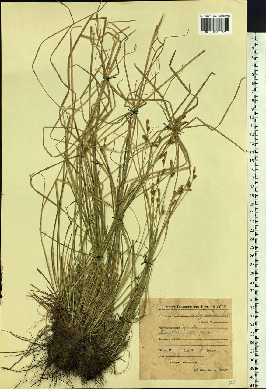 Carex umbrosa subsp. sabynensis (Less. ex Kunth) Kük., Siberia, Baikal & Transbaikal region (S4) (Russia)