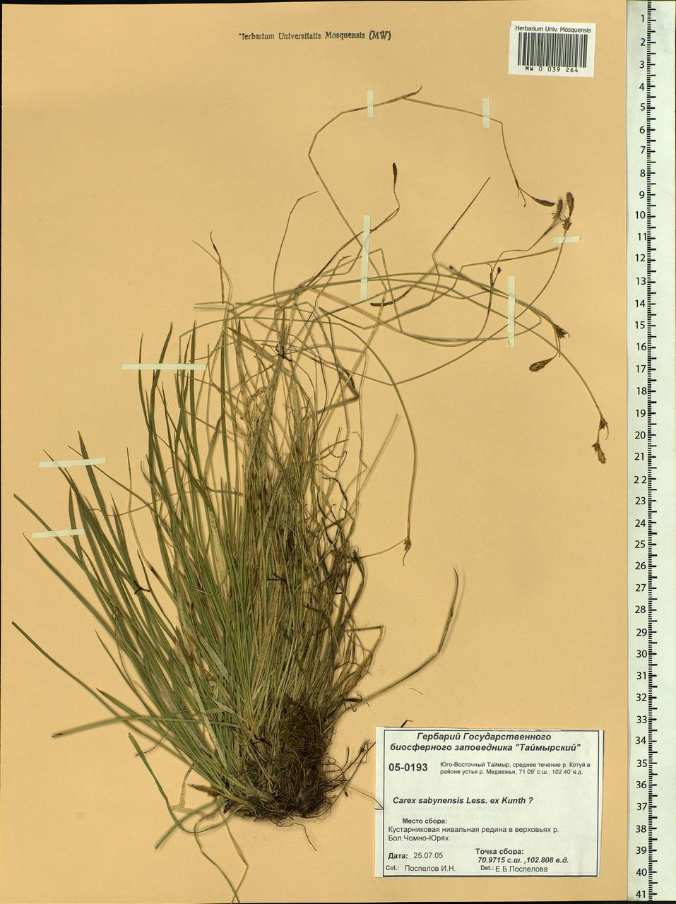 Carex sabynensis Less. ex Kunth, Siberia, Central Siberia (S3) (Russia)