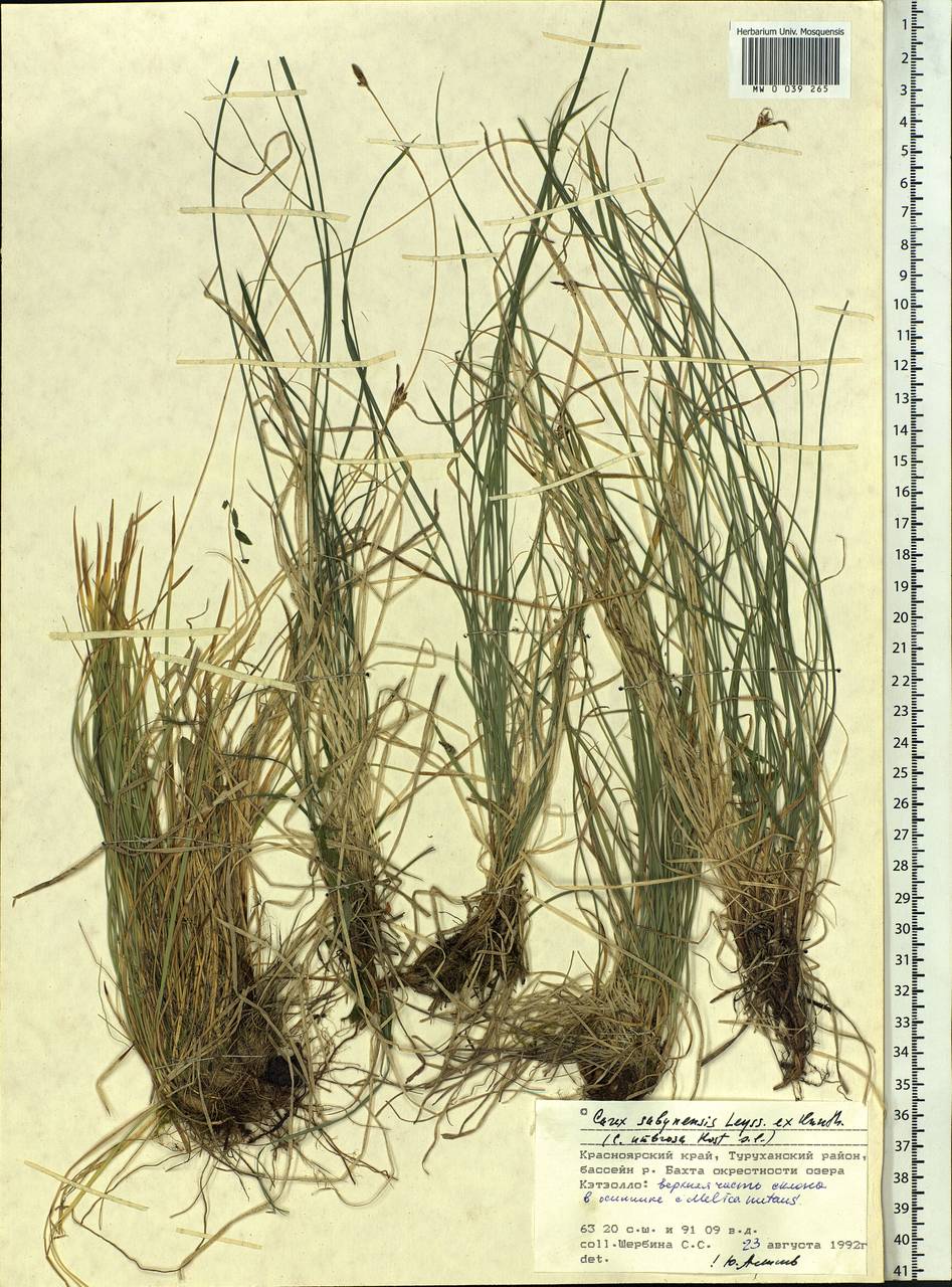 Carex umbrosa subsp. sabynensis (Less. ex Kunth) Kük., Siberia, Central Siberia (S3) (Russia)