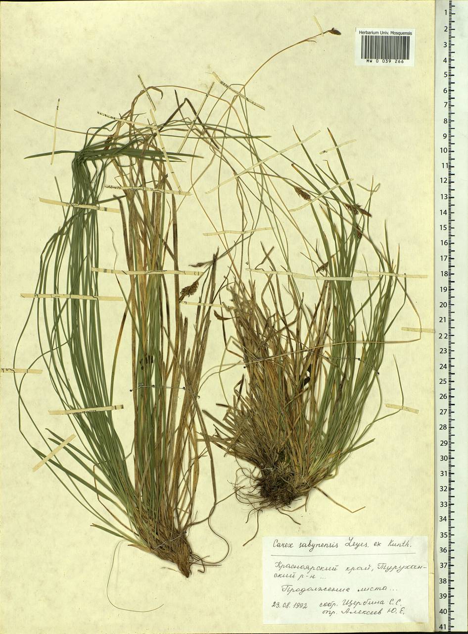 Carex umbrosa subsp. sabynensis (Less. ex Kunth) Kük., Siberia, Central Siberia (S3) (Russia)