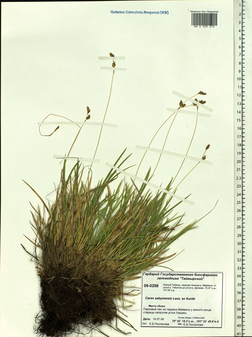 Carex umbrosa subsp. sabynensis (Less. ex Kunth) Kük., Siberia, Central Siberia (S3) (Russia)
