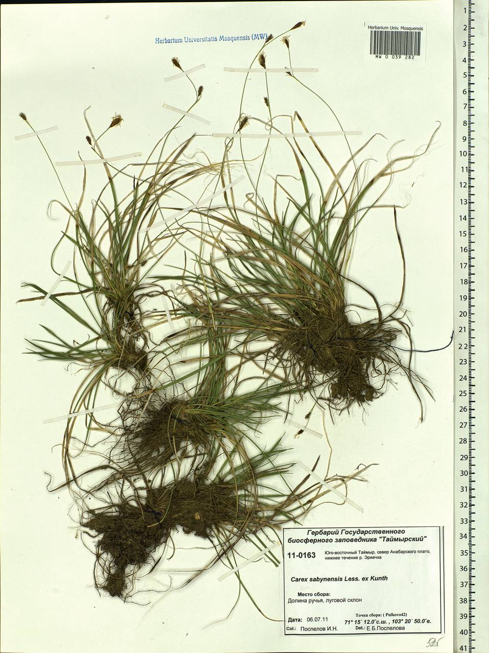 Carex sabynensis Less. ex Kunth, Siberia, Central Siberia (S3) (Russia)