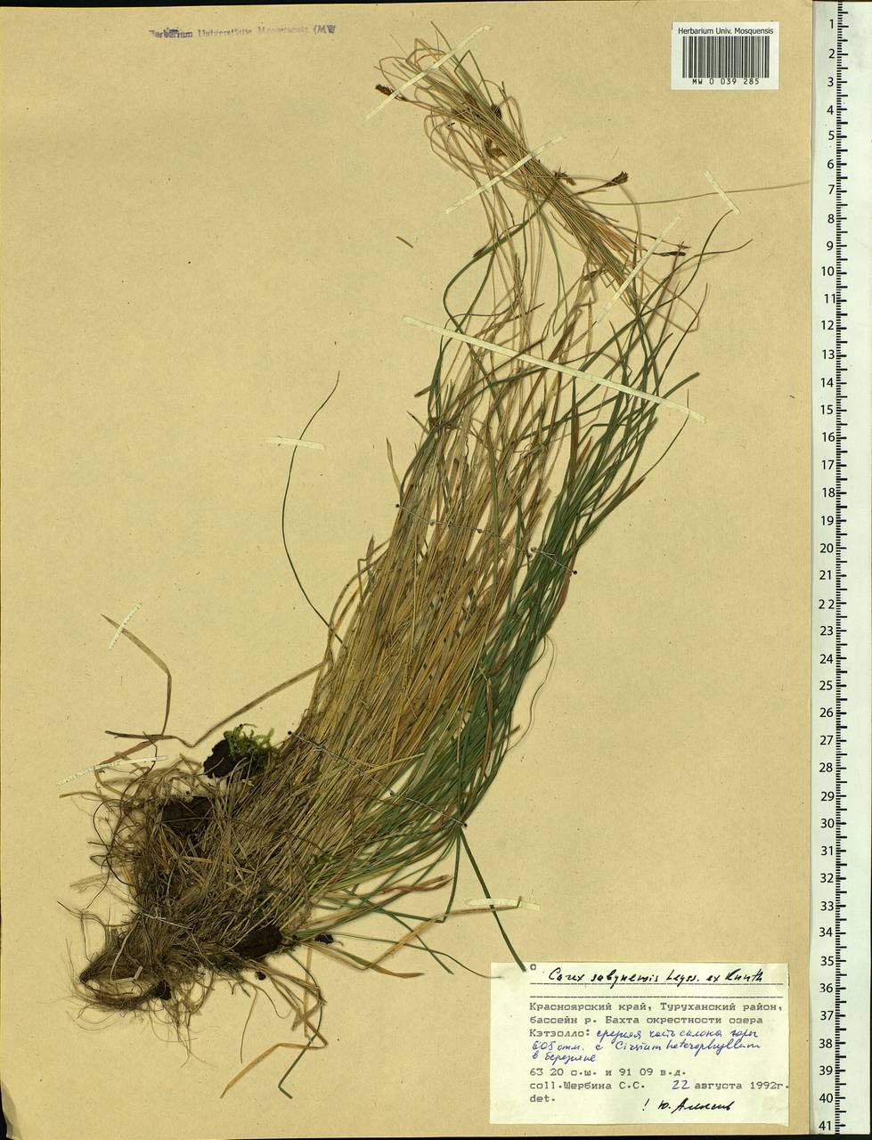 Carex sabynensis Less. ex Kunth, Siberia, Central Siberia (S3) (Russia)