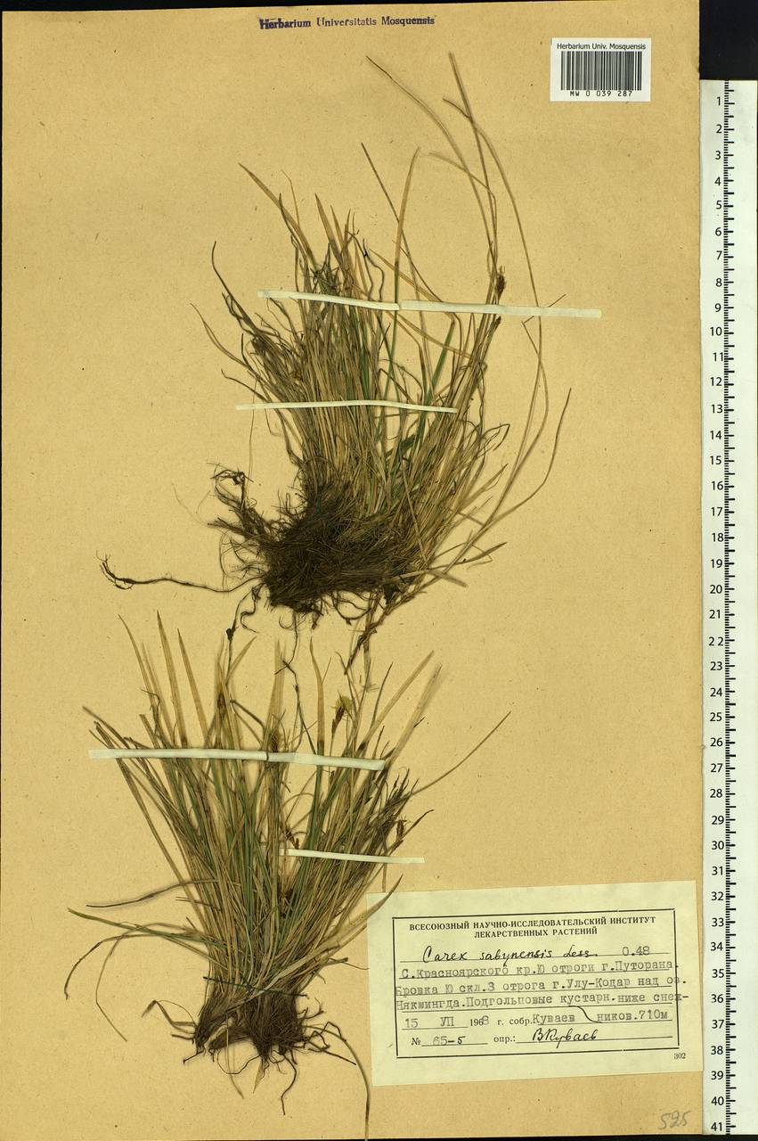 Carex sabynensis Less. ex Kunth, Siberia, Central Siberia (S3) (Russia)