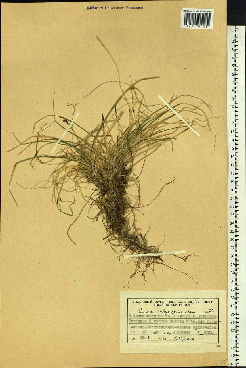 Carex sabynensis Less. ex Kunth, Siberia, Central Siberia (S3) (Russia)