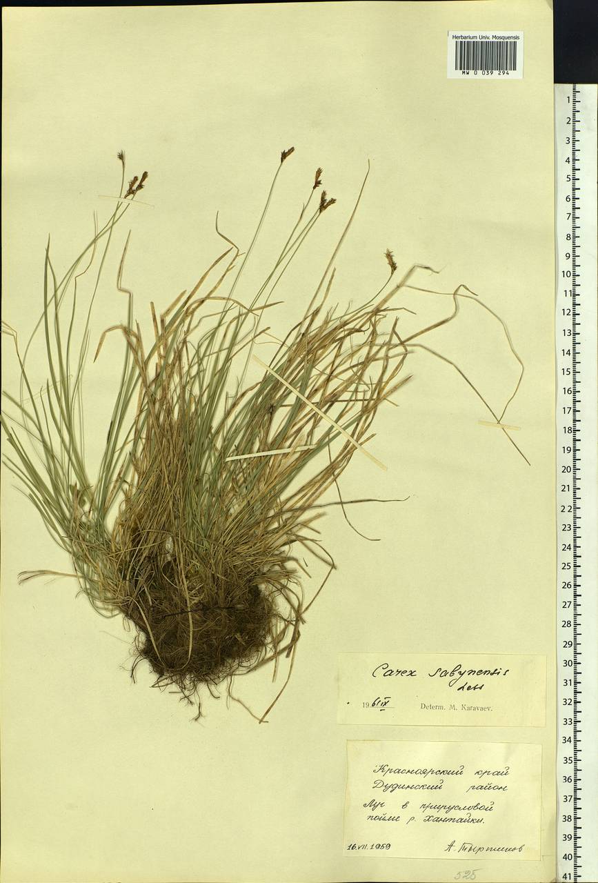 Carex sabynensis Less. ex Kunth, Siberia, Central Siberia (S3) (Russia)