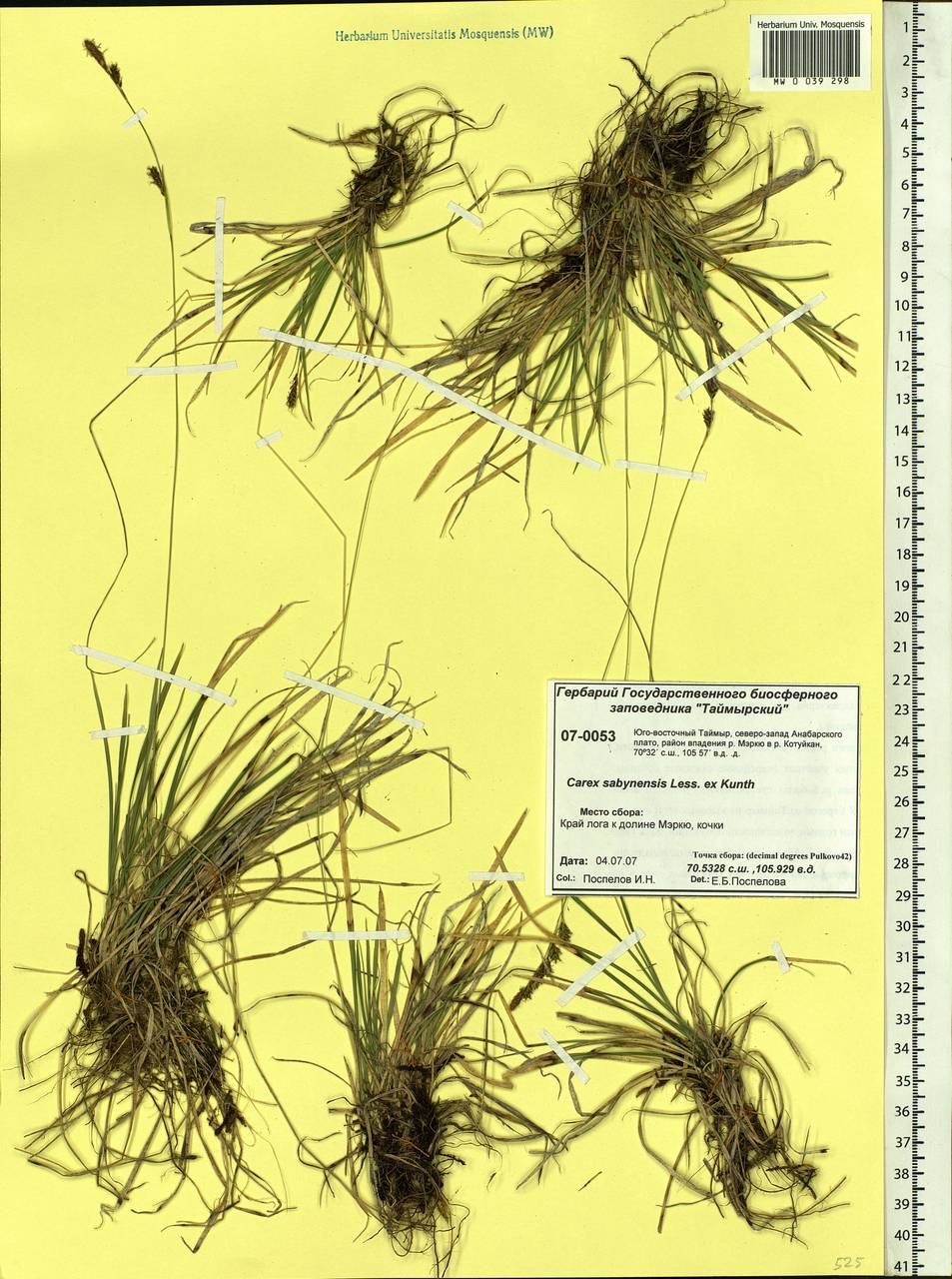 Carex sabynensis Less. ex Kunth, Siberia, Central Siberia (S3) (Russia)
