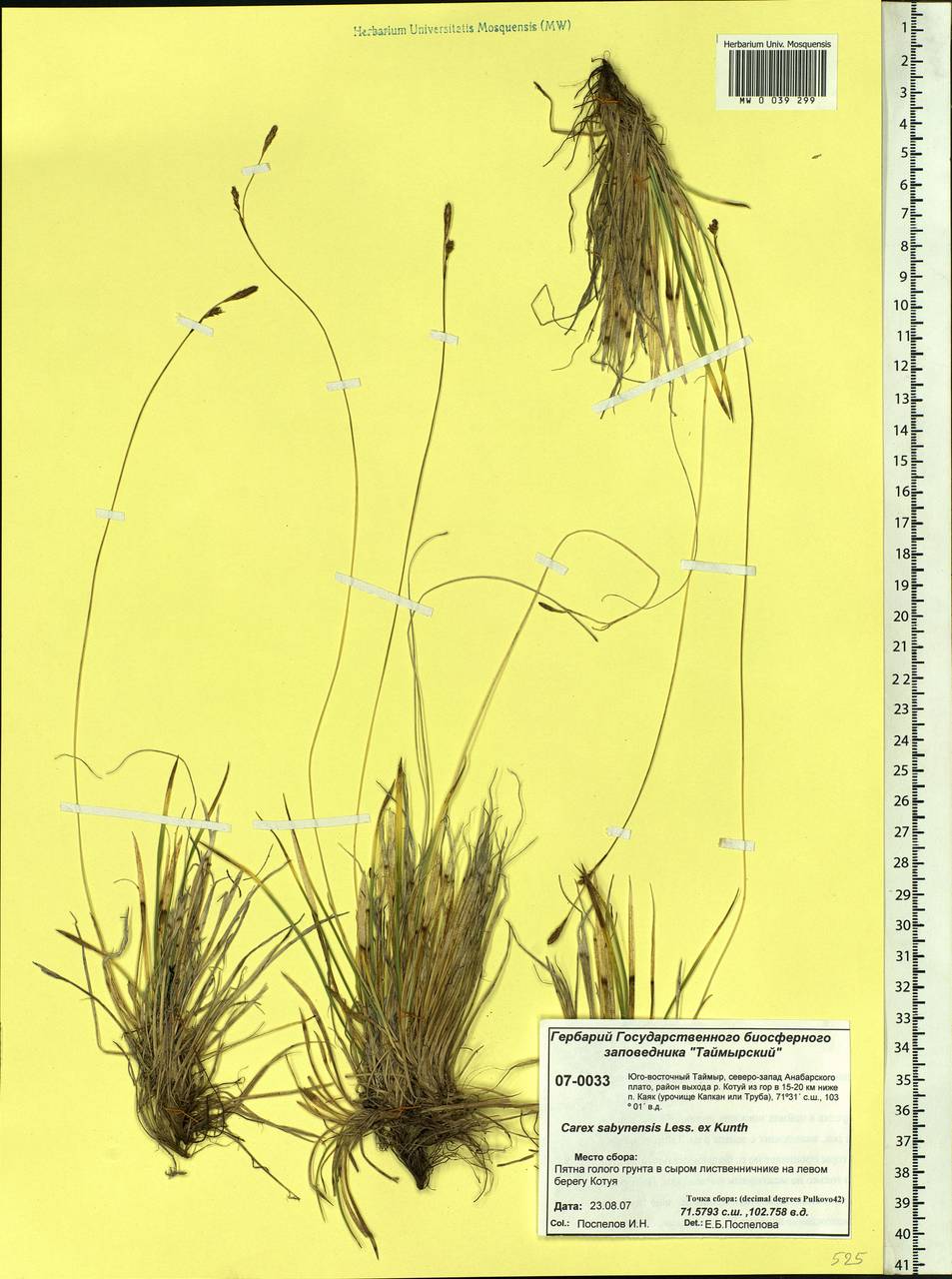 Carex umbrosa subsp. sabynensis (Less. ex Kunth) Kük., Siberia, Central Siberia (S3) (Russia)