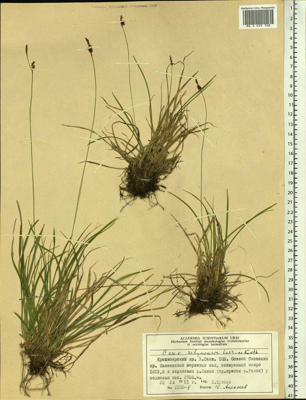 Carex sabynensis Less. ex Kunth, Siberia, Altai & Sayany Mountains (S2) (Russia)