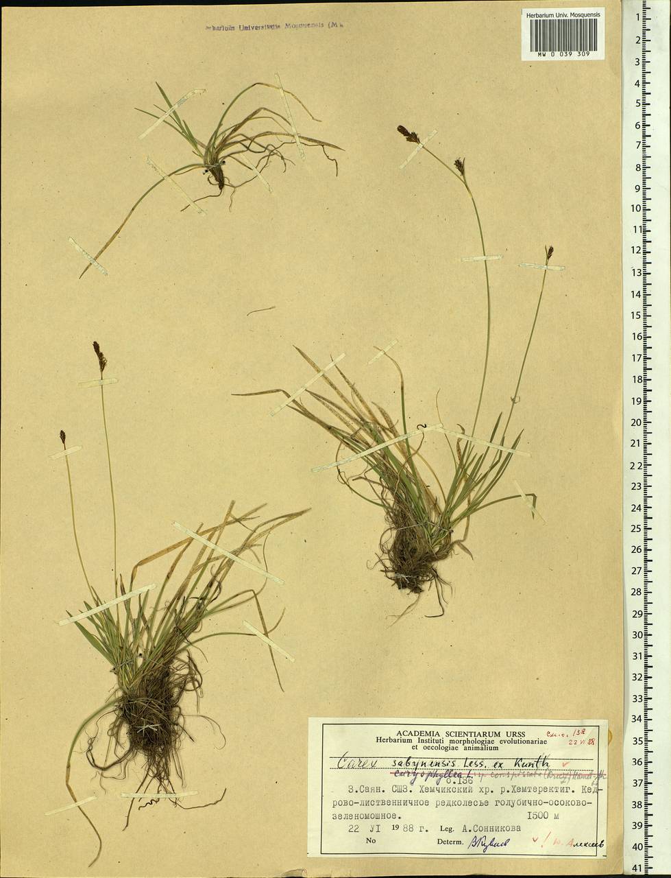 Carex umbrosa subsp. sabynensis (Less. ex Kunth) Kük., Siberia, Altai & Sayany Mountains (S2) (Russia)