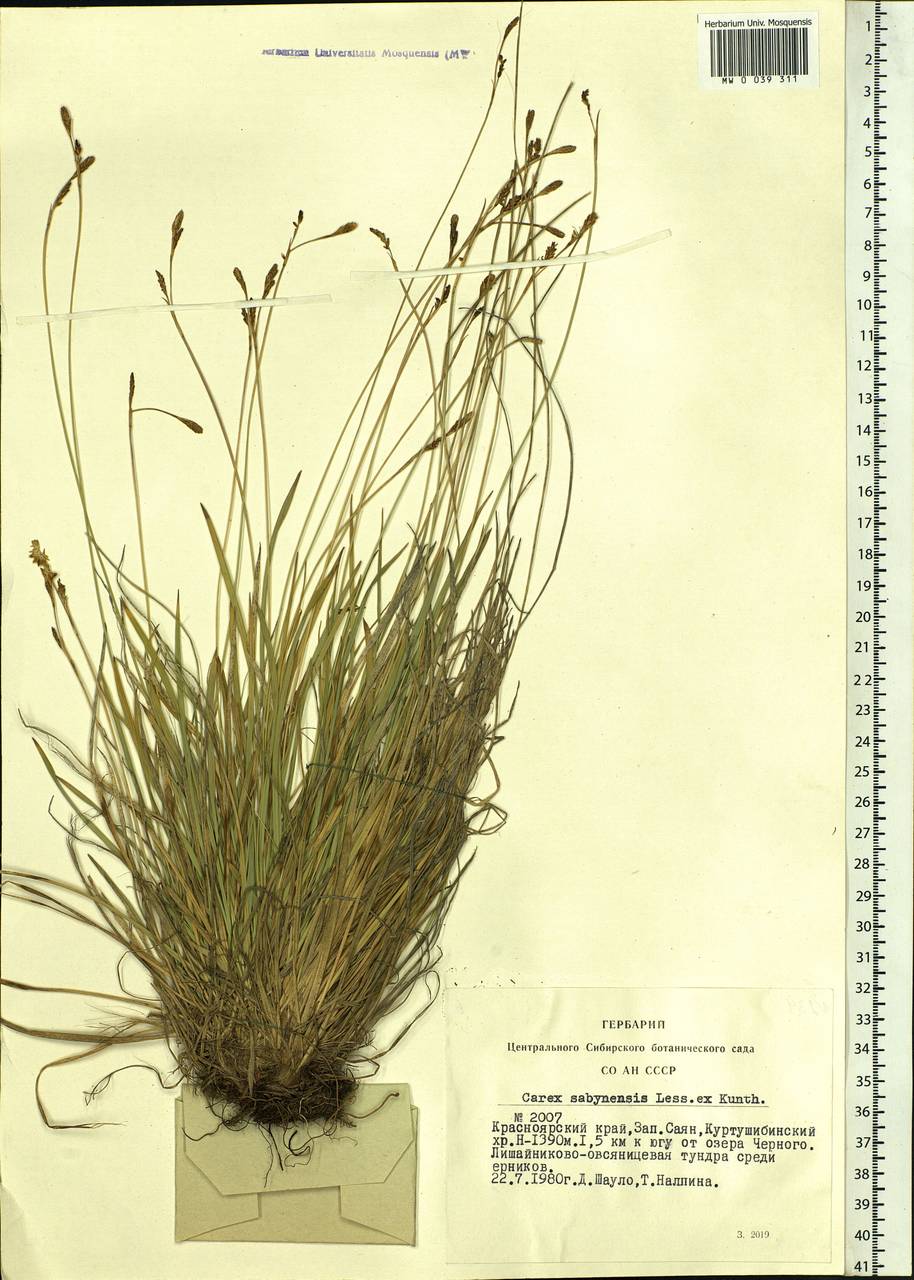 Carex sabynensis Less. ex Kunth, Siberia, Altai & Sayany Mountains (S2) (Russia)
