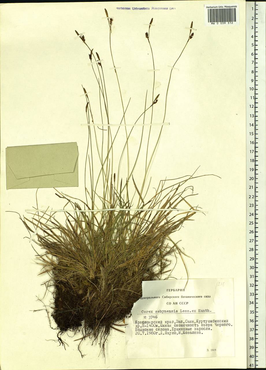 Carex umbrosa subsp. sabynensis (Less. ex Kunth) Kük., Siberia, Altai & Sayany Mountains (S2) (Russia)