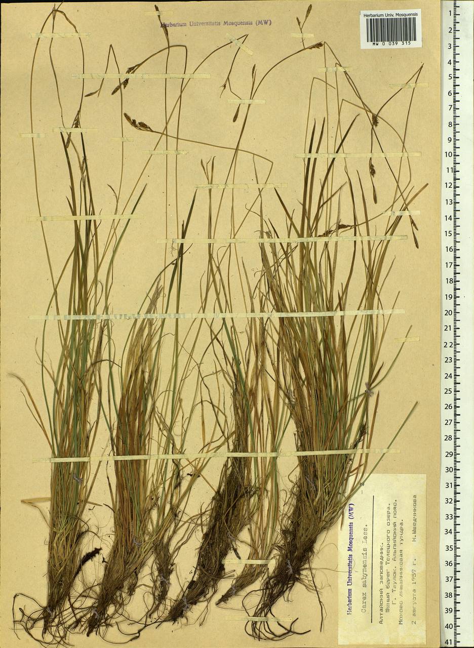 Carex sabynensis Less. ex Kunth, Siberia, Altai & Sayany Mountains (S2) (Russia)