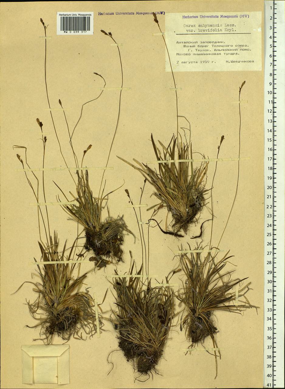 Carex umbrosa subsp. sabynensis (Less. ex Kunth) Kük., Siberia, Altai & Sayany Mountains (S2) (Russia)