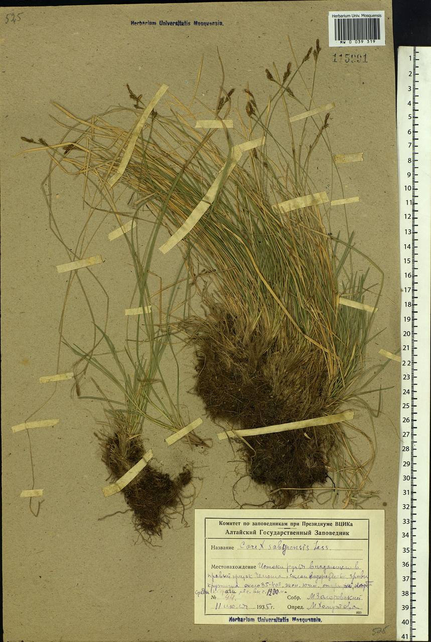 Carex sabynensis Less. ex Kunth, Siberia, Altai & Sayany Mountains (S2) (Russia)