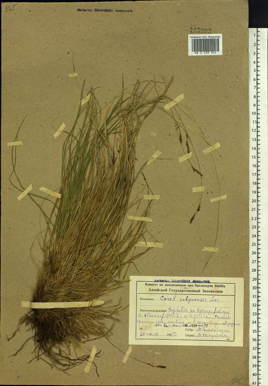 Carex sabynensis Less. ex Kunth, Siberia, Altai & Sayany Mountains (S2) (Russia)