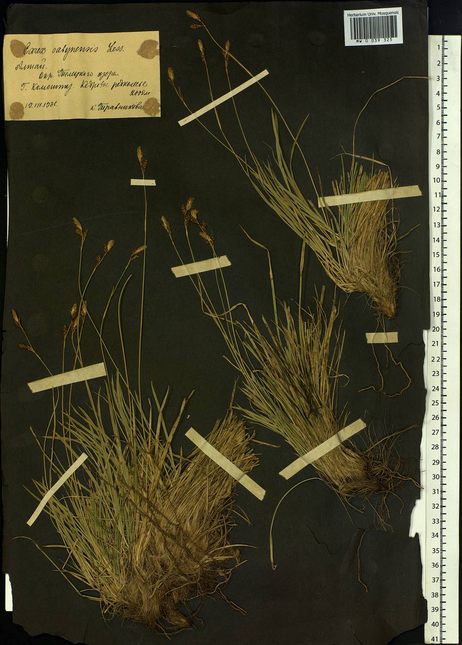 Carex sabynensis Less. ex Kunth, Siberia, Altai & Sayany Mountains (S2) (Russia)