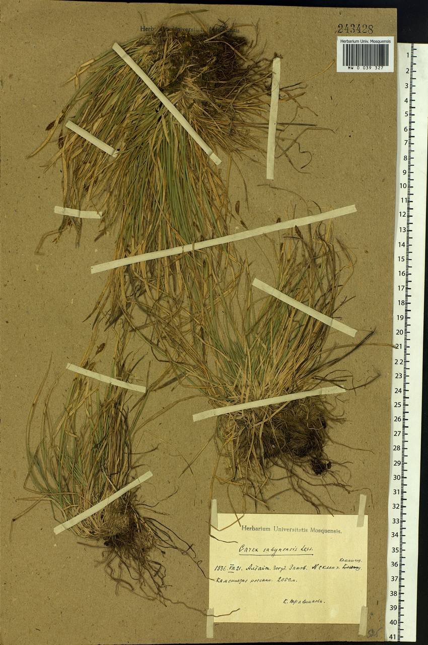 Carex sabynensis Less. ex Kunth, Siberia, Altai & Sayany Mountains (S2) (Russia)