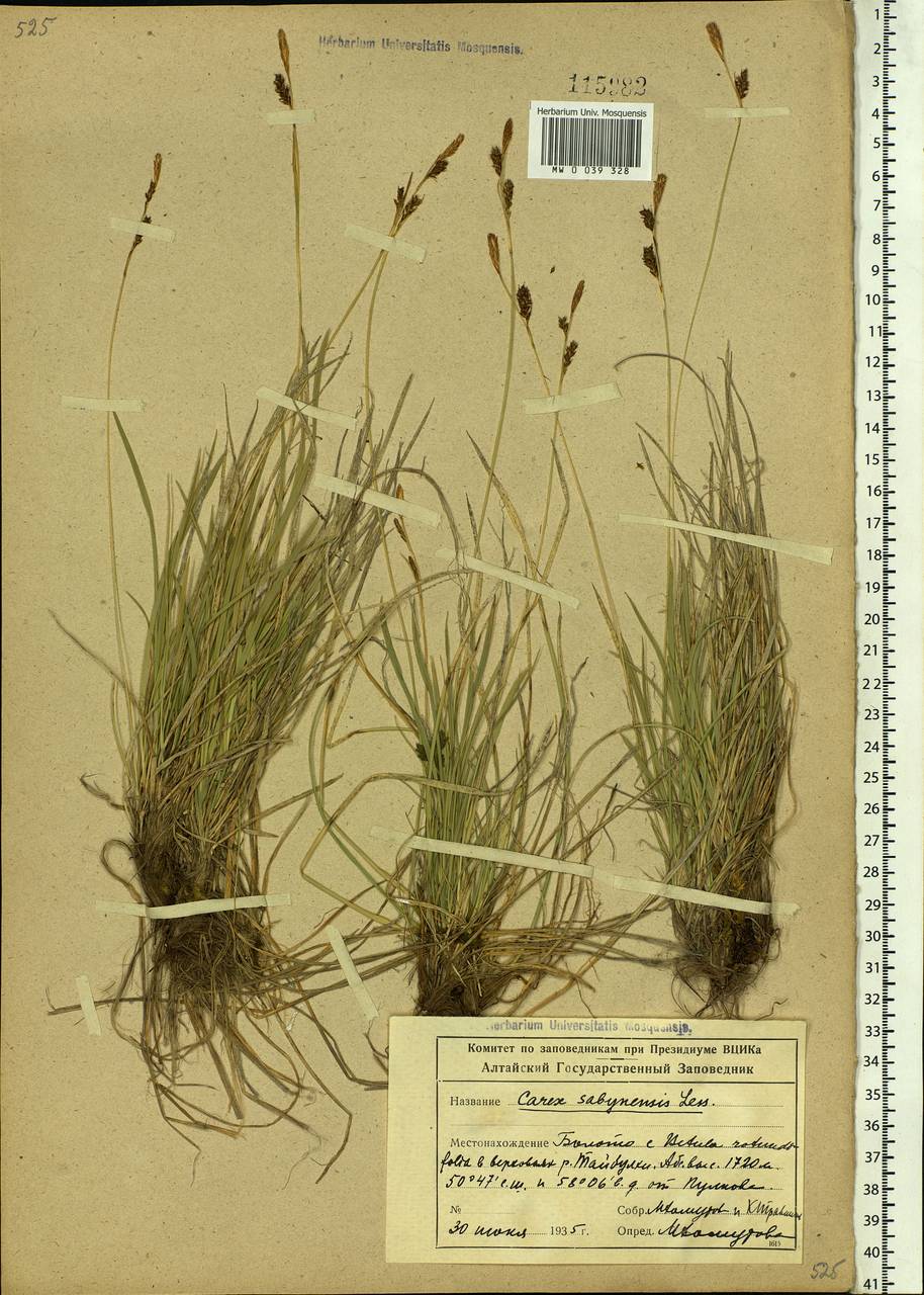 Carex sabynensis Less. ex Kunth, Siberia, Altai & Sayany Mountains (S2) (Russia)