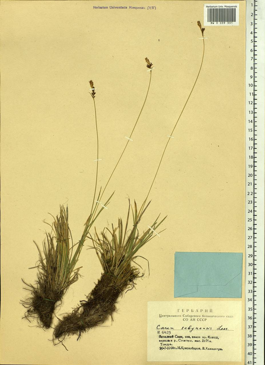 Carex sabynensis Less. ex Kunth, Siberia, Altai & Sayany Mountains (S2) (Russia)