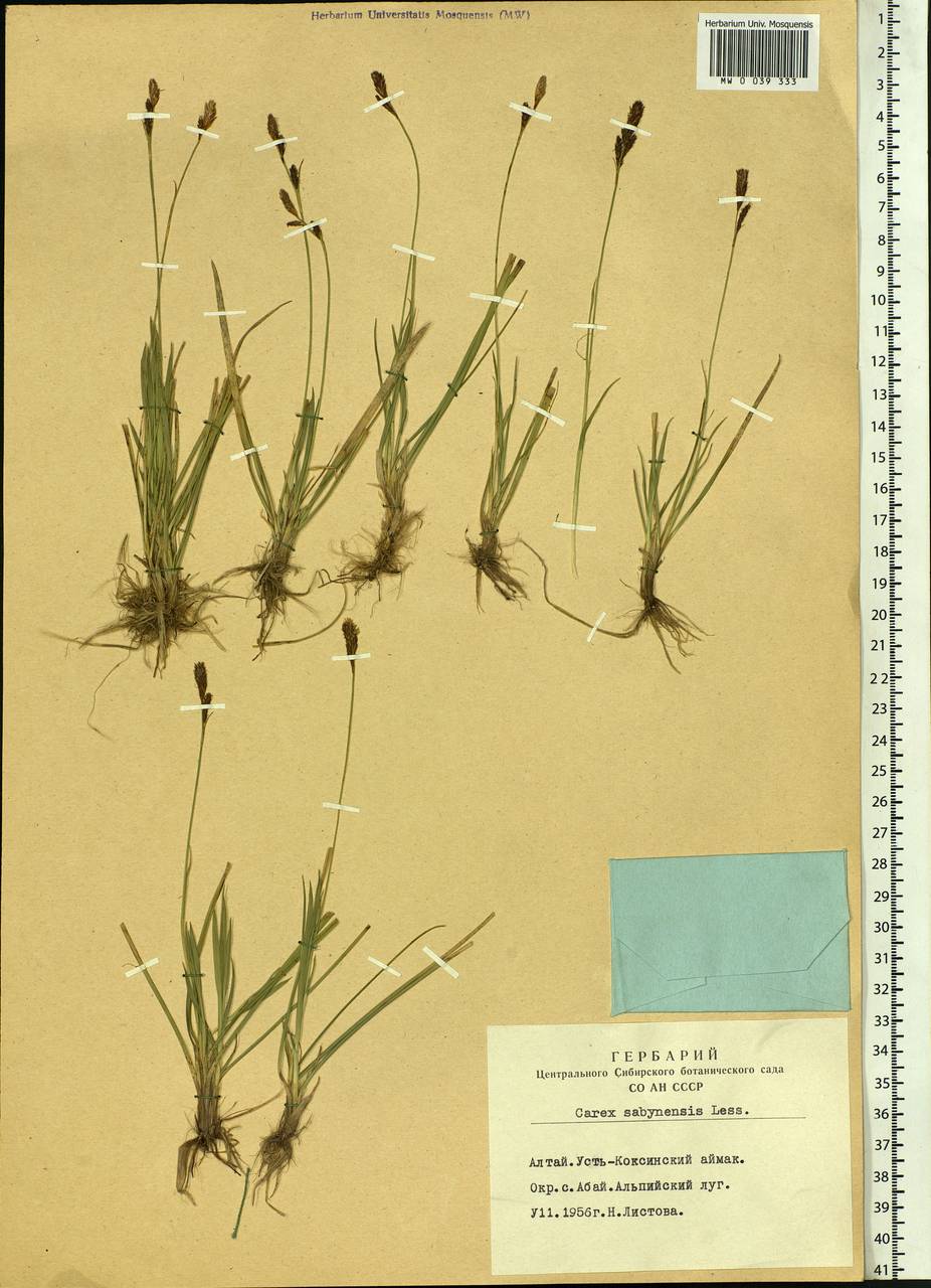 Carex sabynensis Less. ex Kunth, Siberia, Altai & Sayany Mountains (S2) (Russia)