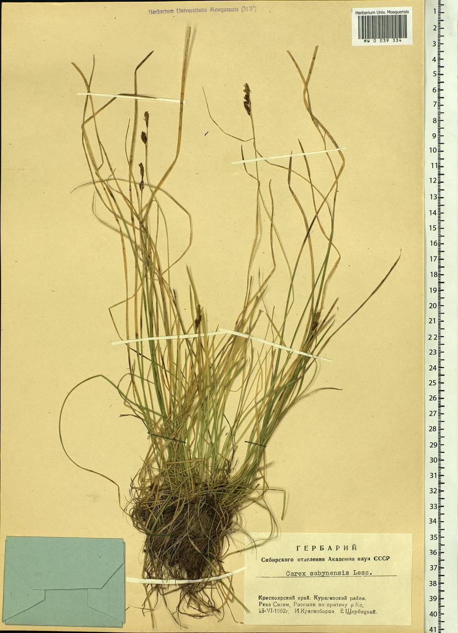 Carex umbrosa subsp. sabynensis (Less. ex Kunth) Kük., Siberia, Altai & Sayany Mountains (S2) (Russia)