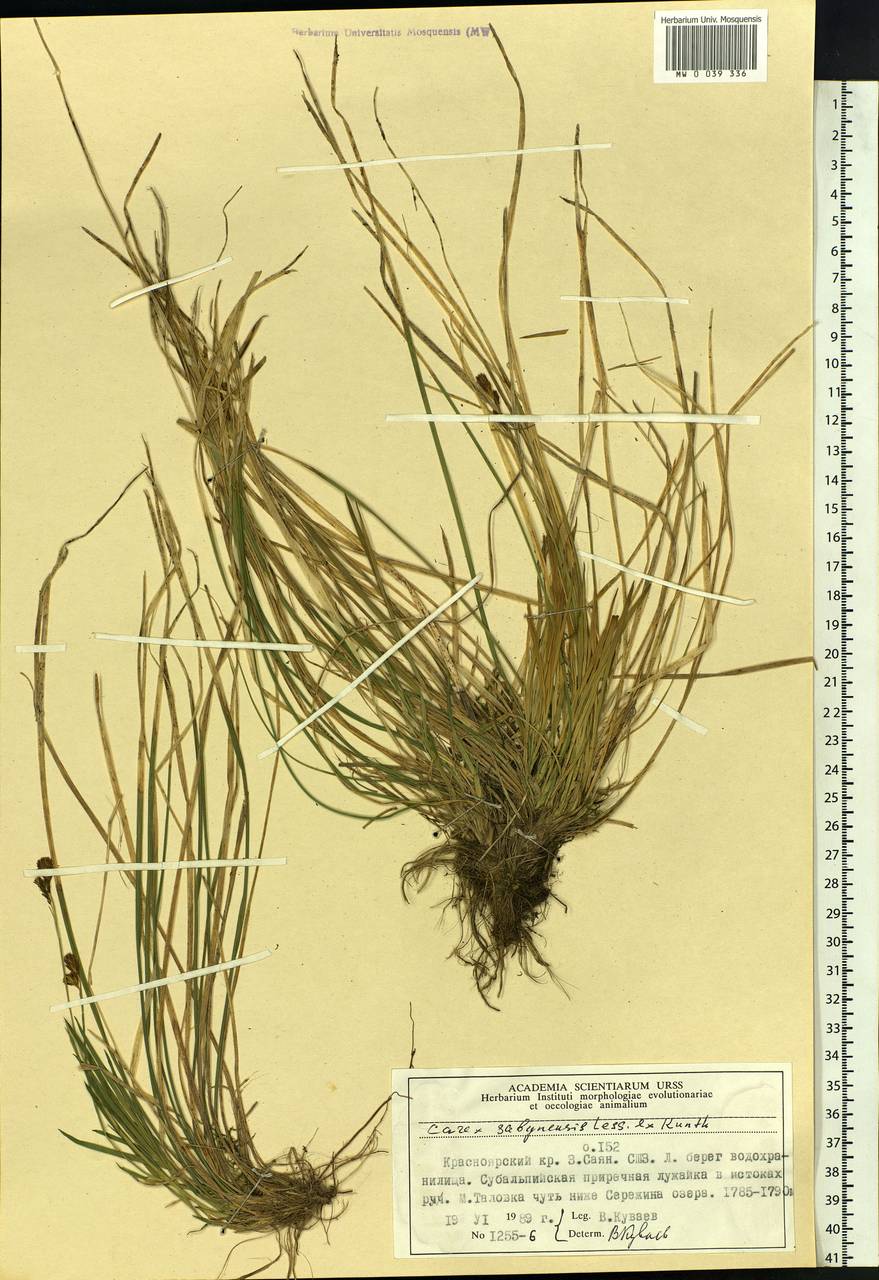 Carex sabynensis Less. ex Kunth, Siberia, Altai & Sayany Mountains (S2) (Russia)