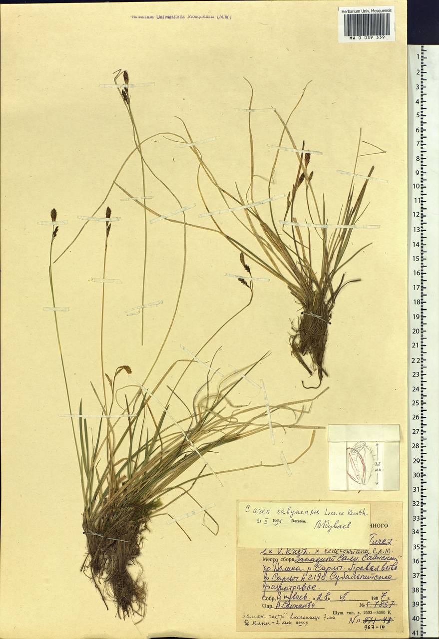 Carex sabynensis Less. ex Kunth, Siberia, Altai & Sayany Mountains (S2) (Russia)