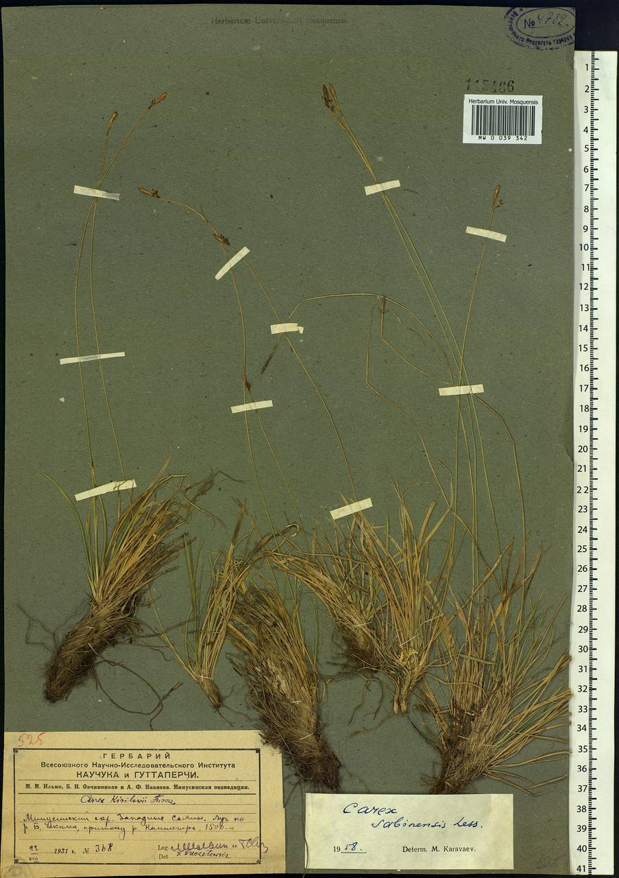 Carex sabynensis Less. ex Kunth, Siberia, Altai & Sayany Mountains (S2) (Russia)
