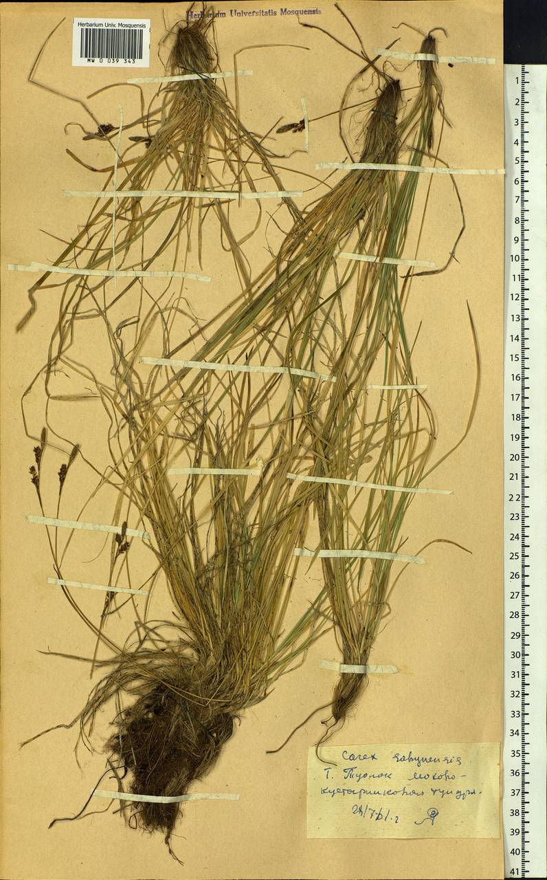 Carex umbrosa subsp. sabynensis (Less. ex Kunth) Kük., Siberia, Altai & Sayany Mountains (S2) (Russia)