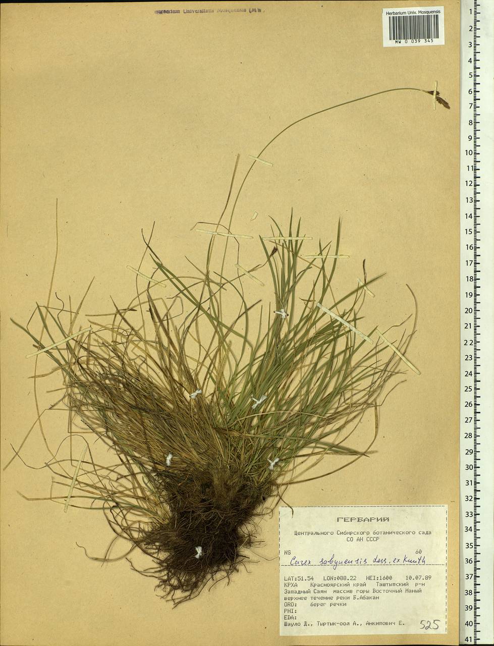 Carex sabynensis Less. ex Kunth, Siberia, Altai & Sayany Mountains (S2) (Russia)