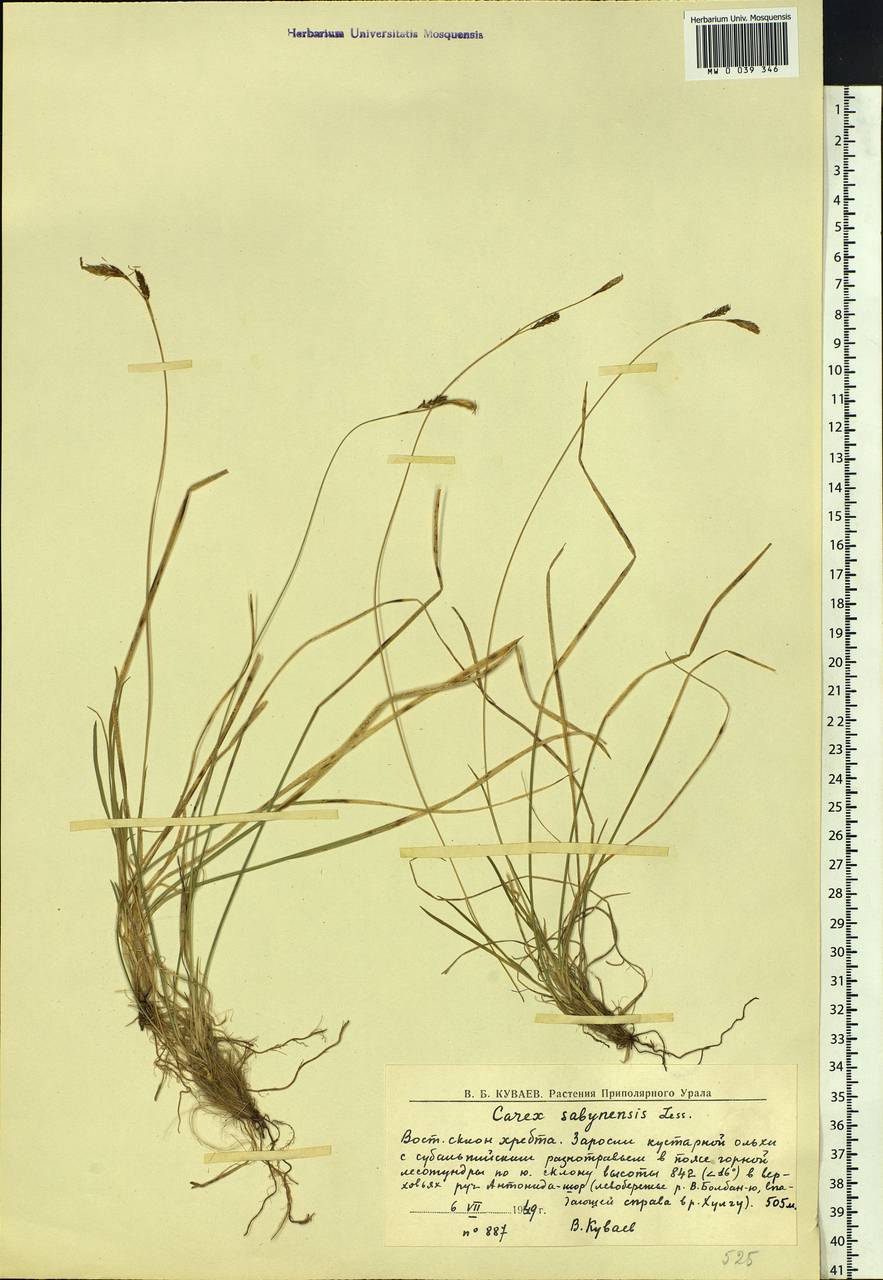 Carex sabynensis Less. ex Kunth, Siberia, Western Siberia (S1) (Russia)