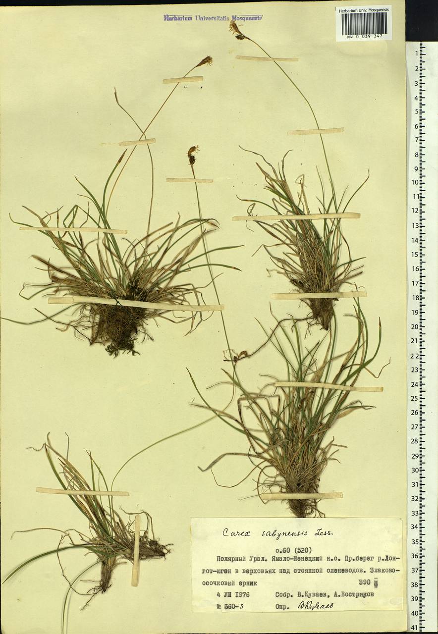 Carex sabynensis Less. ex Kunth, Siberia, Western Siberia (S1) (Russia)
