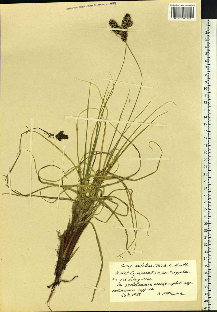 Carex sabulosa Turcz. ex Kunth, Siberia, Yakutia (S5) (Russia)