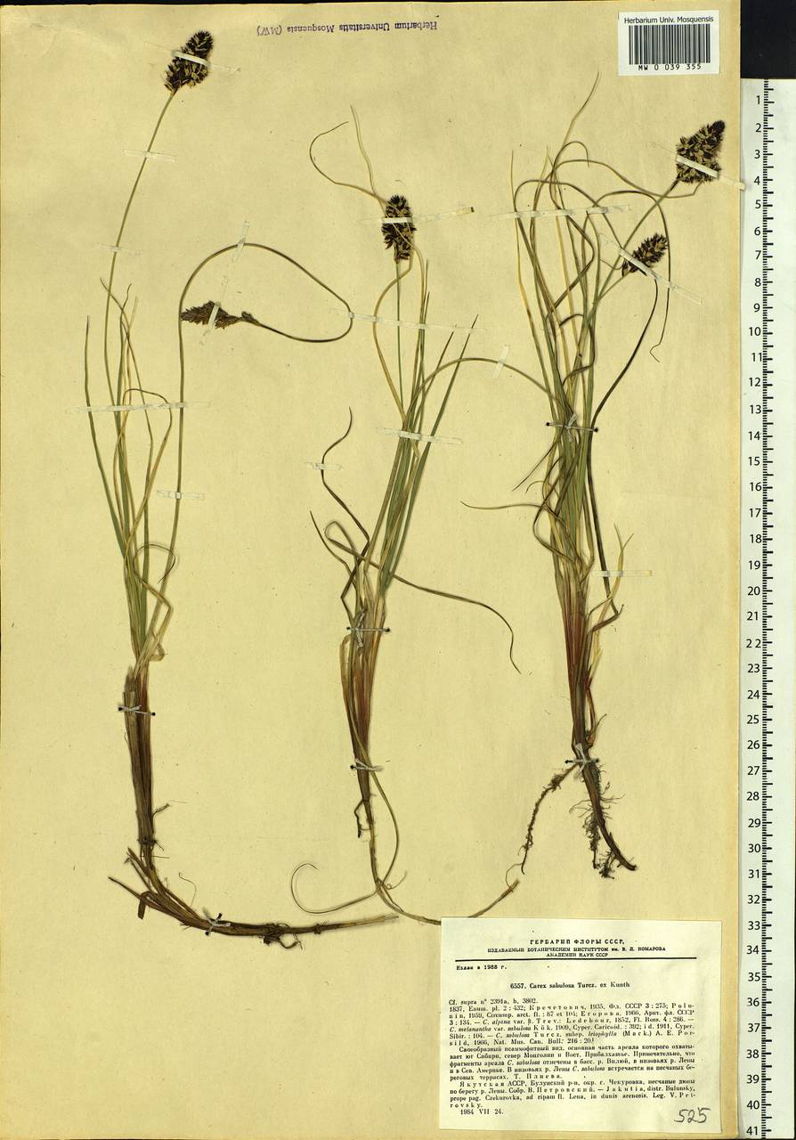 Carex sabulosa Turcz. ex Kunth, Siberia, Yakutia (S5) (Russia)