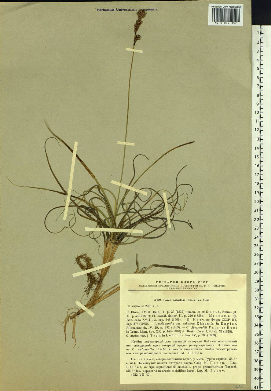 Carex sabulosa Turcz. ex Kunth, Siberia, Baikal & Transbaikal region (S4) (Russia)