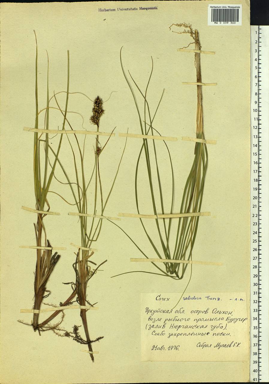 Carex sabulosa Turcz. ex Kunth, Siberia, Baikal & Transbaikal region (S4) (Russia)