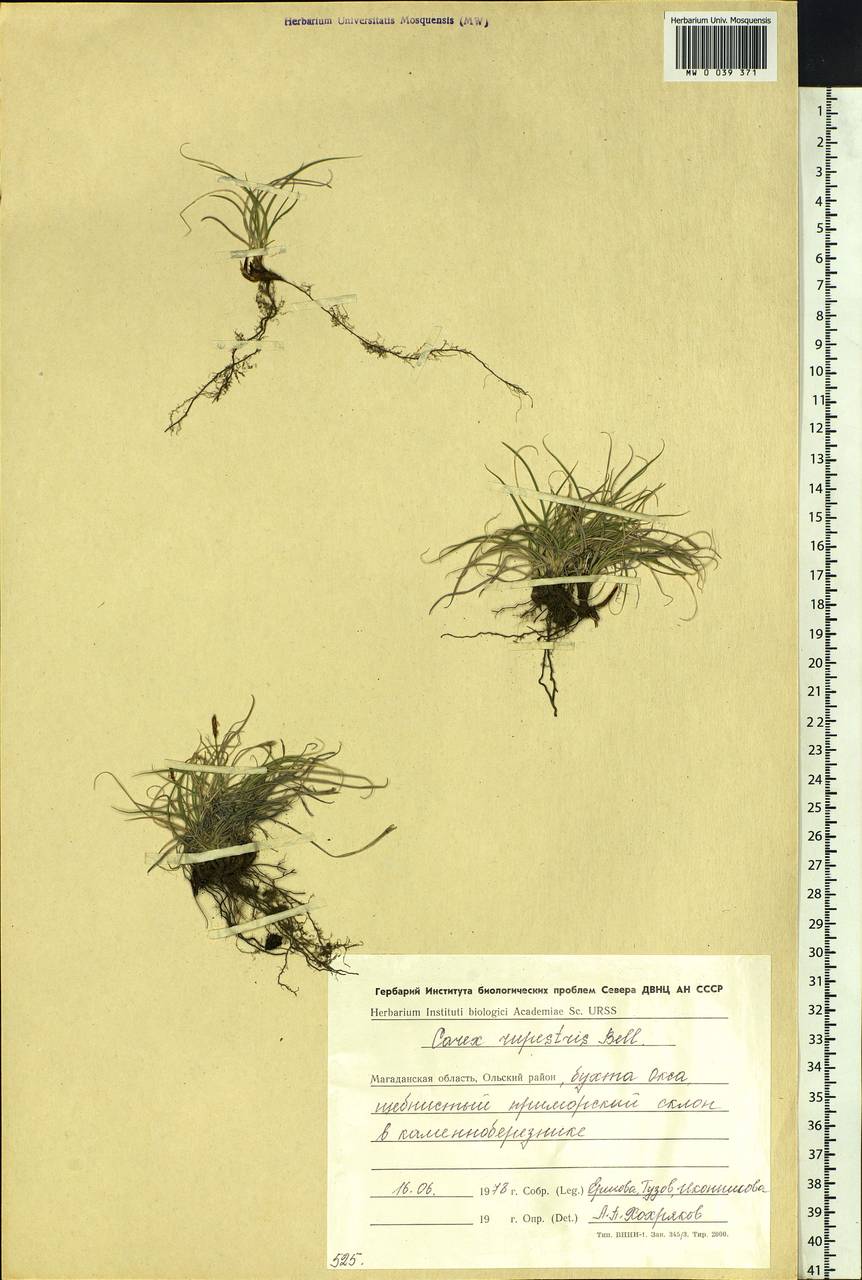 Carex rupestris All., Siberia, Chukotka & Kamchatka (S7) (Russia)