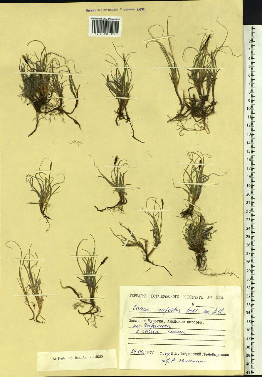 Carex rupestris All., Siberia, Chukotka & Kamchatka (S7) (Russia)