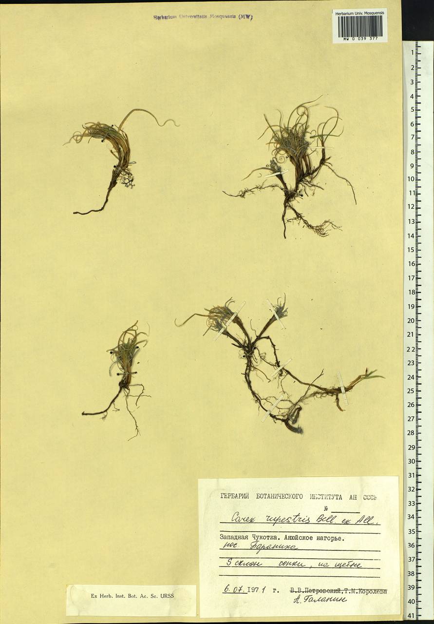 Carex rupestris All., Siberia, Chukotka & Kamchatka (S7) (Russia)