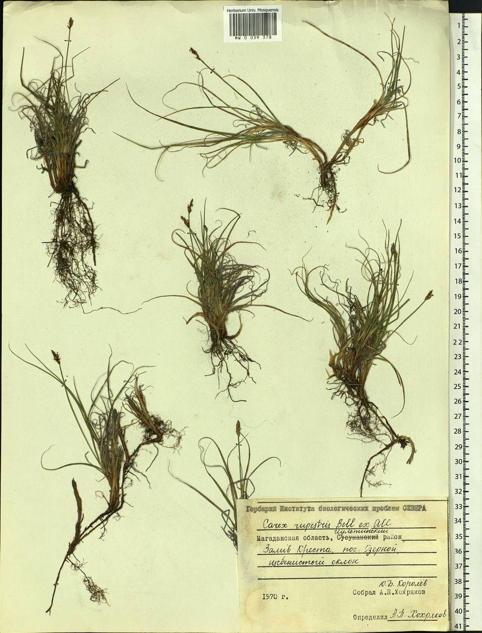 Carex rupestris All., Siberia, Chukotka & Kamchatka (S7) (Russia)